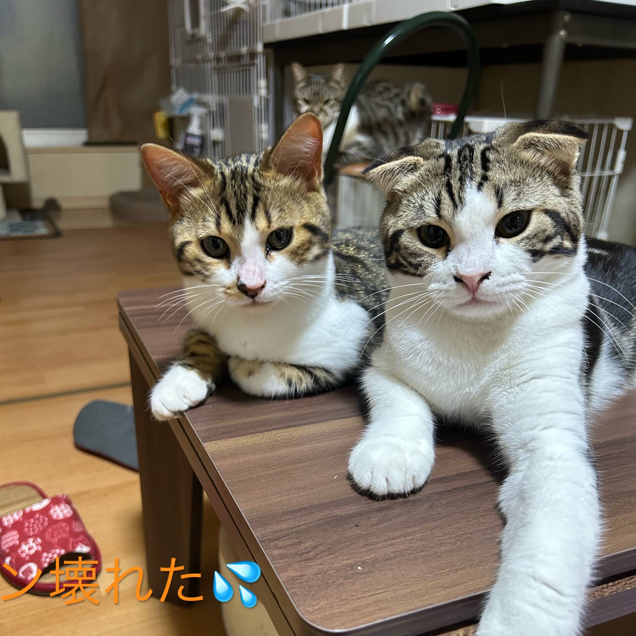 Post from 猫屋敷 - YouTube