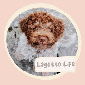 Lagotto Life