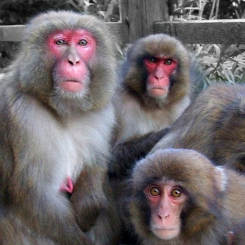 淡路ザル thumbnail