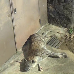 遊タイムハイエナアイコン画像