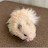 @thesecretsofmyhamster5016