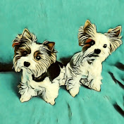 Biewer Terriers -Two Girl Friends