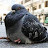 WFaS Pigeon Gang