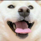 白柴犬はる🌸
