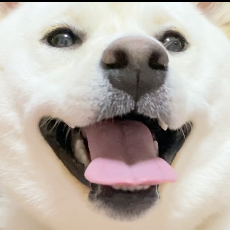 白柴犬はる🌸