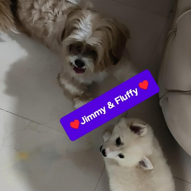 Jimmy and Fluffy vlogs😊