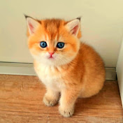 Magic Kitten