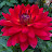 Singing Meadows Chrysanthemum and Dahlia Farm