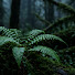 nctdyOaWMv8-channel-avatar-Moss & Midnight