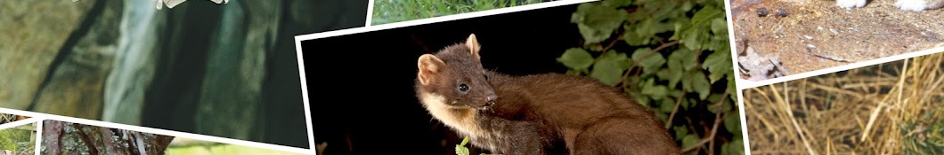 The Vincent Wildlife Trust YouTube channel avatar