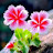 @shivaa-wo4