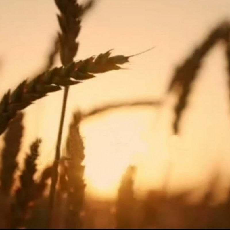 譜上美麗的回憶 Logo