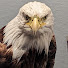 XKY9Nq9pBDg-channel-avatar-J.B. Eagle