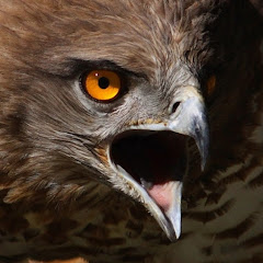 Eagle Lord