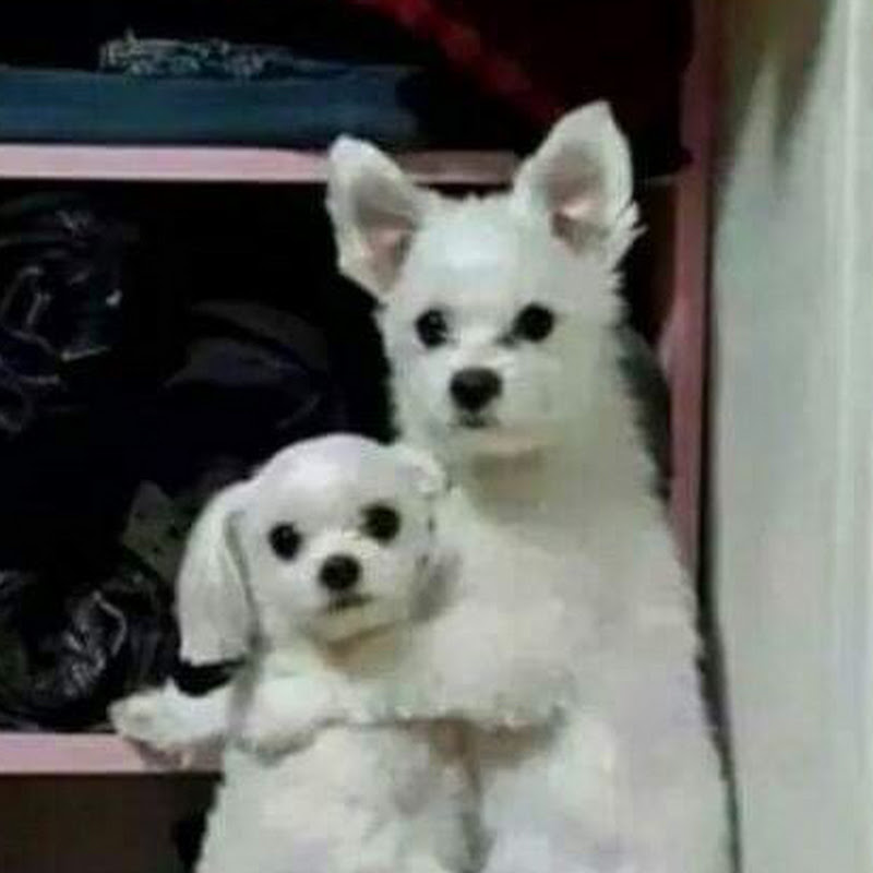 시디과 미녀들