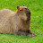 Capybara Pens