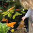 pFxQFy2QalY-channel-avatar-Garden and Pond Life