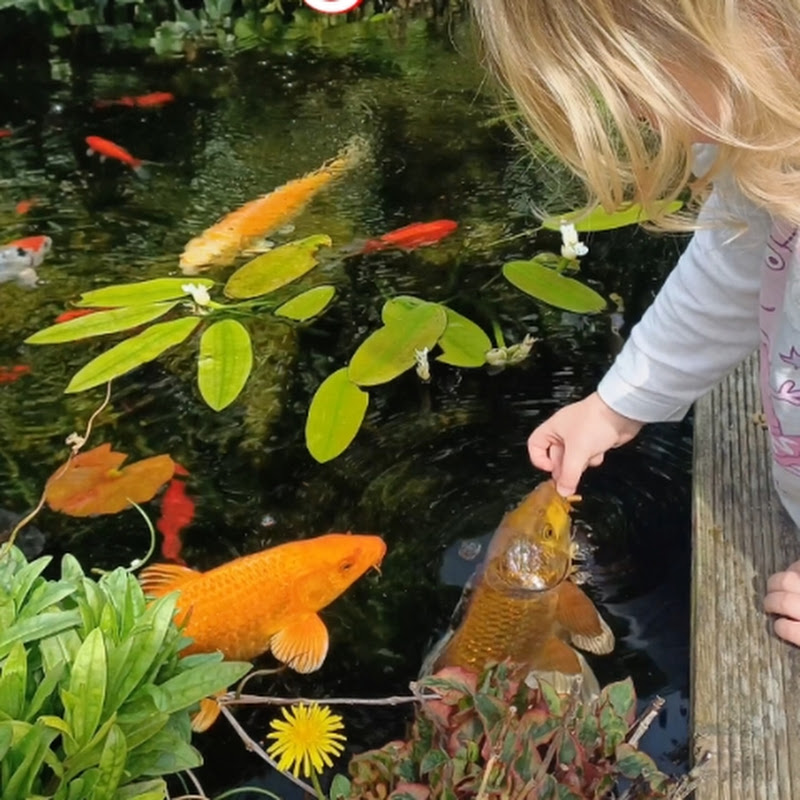 Garden and Pond Life Logo