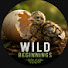 79b6D8zDXsI-channel-avatar-Wild Beginnings