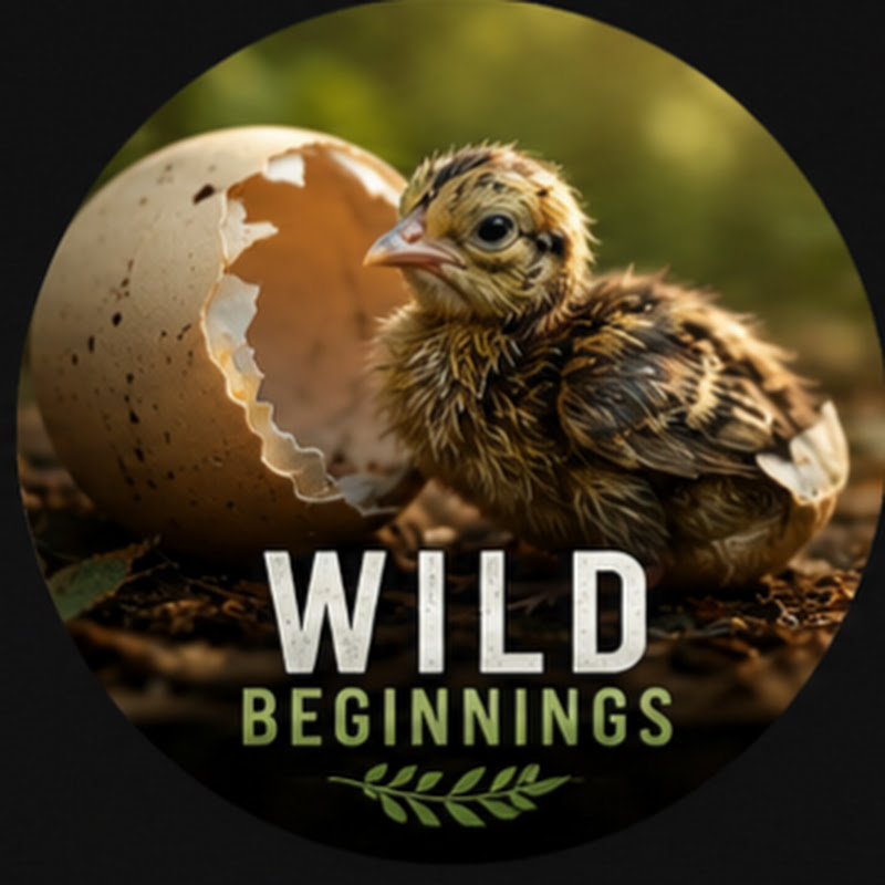 Wild Beginnings