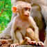 -JmTHU4zGjk-channel-avatar-The King MK Animal