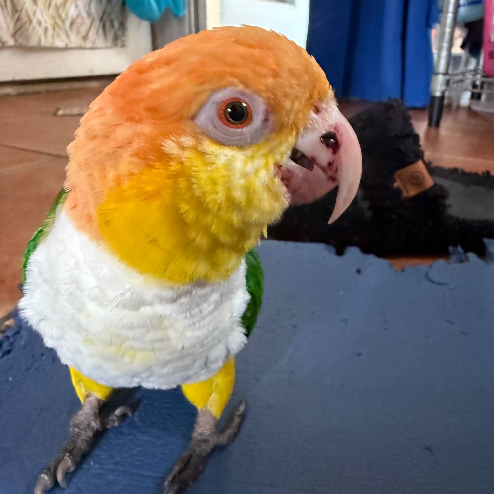 Post from Parrot Playhouse