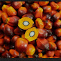 Oil Palm Cultivation In Assam  logo