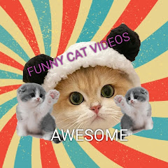 Funny cat videos awesome 