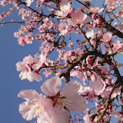 Cherry Blossom
