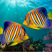MARINE ANIMALS