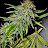 @Homegrownherbs