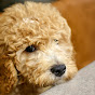 Golden Doodle ‘Dooly’ logo