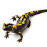 lreoV-VIhXQ-channel-avatar-Salamandra772