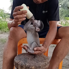 Mr. New Monkey friend