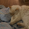 Автор