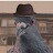 @a.pigeon