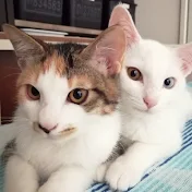 きゅっきゅ先輩とココナッツ