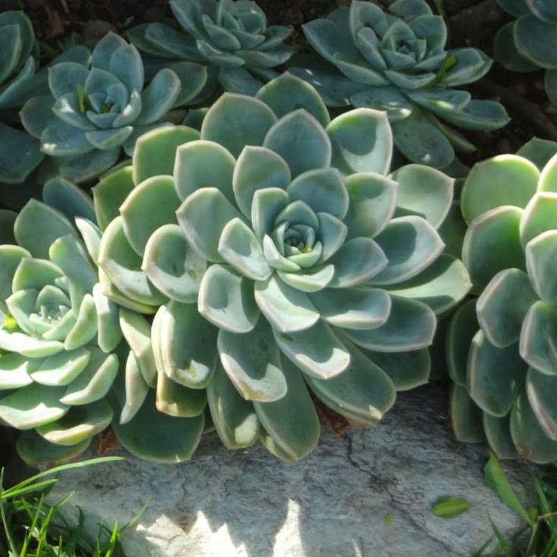 Terrace Gardening Delhi