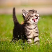 Happy And Adorable Animals