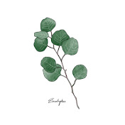 Eucalyptus (韓国の皮膚科医の生活)