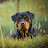 Sophie's Rottweilers