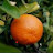 @-tangerine-