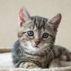 猫咪电影アイコン画像