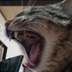 しゃちょ
