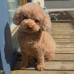 トイプードルのモカの日常とパパごはん