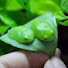 ASANduhFboc-channel-avatar-Squishy Jelly Frogs
