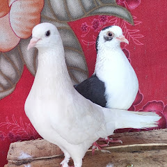 Doctor's pigeon