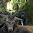 Deer Tracker NZ