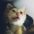 dwtTSOWOPmI-channel-avatar-Instrumeow