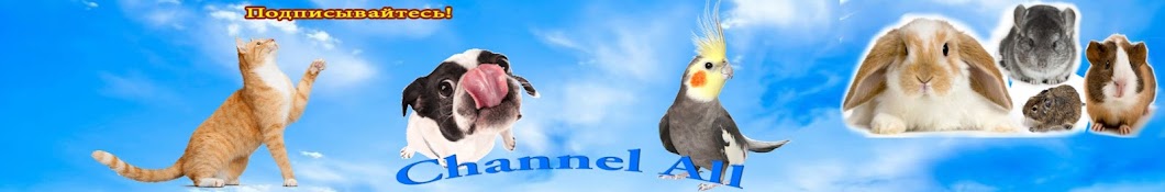 Channel All رمز قناة اليوتيوب